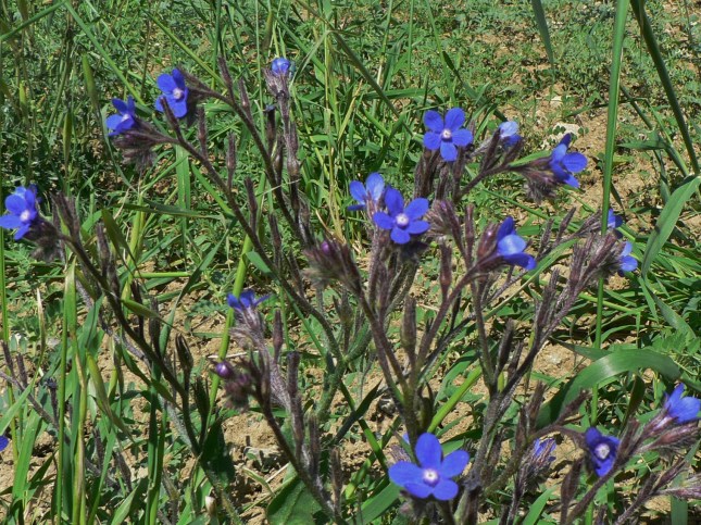 Anchusa azurea (15)