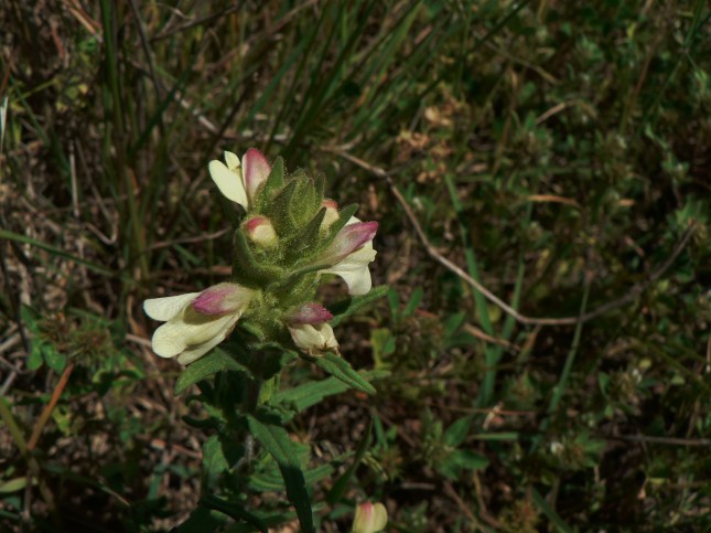 Bellardia trixago (1)