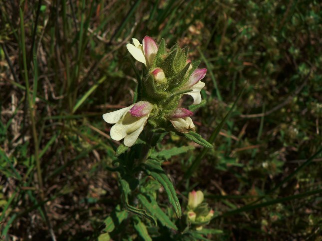 Bellardia trixago (2)