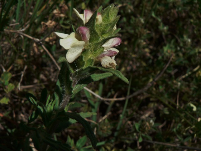 Bellardia trixago (3)