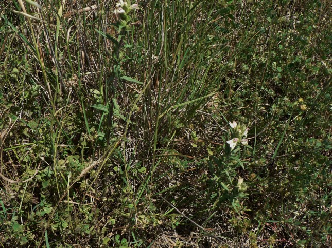 Bellardia trixago (4)