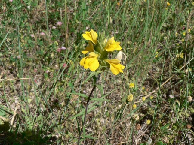 Bellardia trixago (lutea) (1)