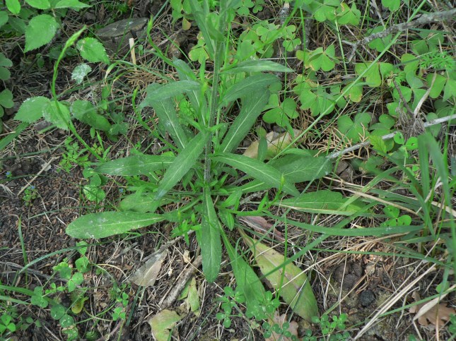 Campanula ranunculus.