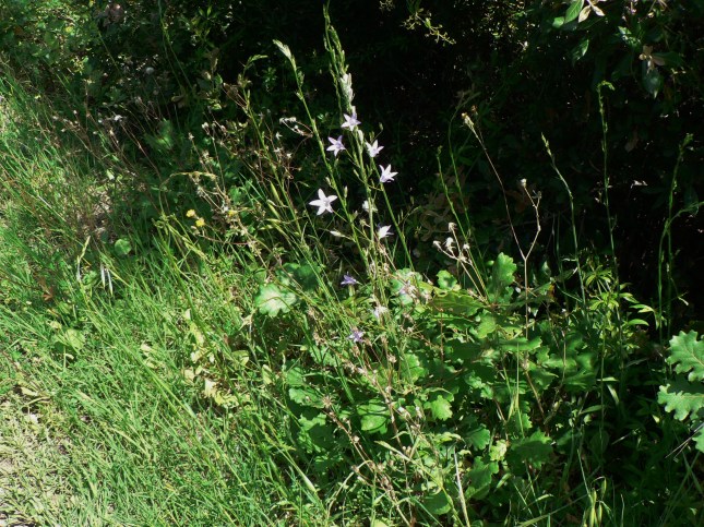 Campanula rapunculus (12)