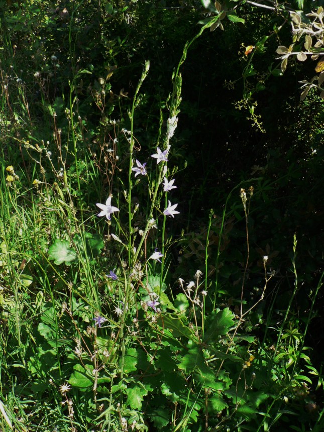 Campanula rapunculus (3)