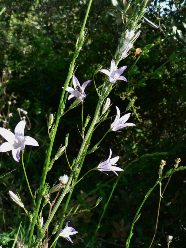 Campanula rapunculus (4)