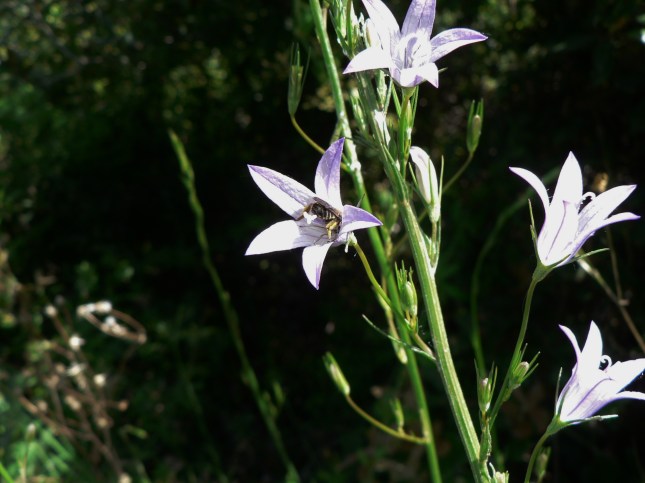 Campanula rapunculus (5)
