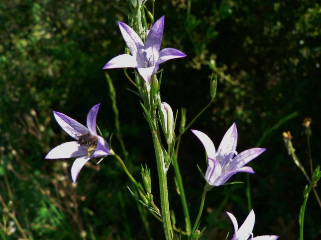 Campanula rapunculus (6)