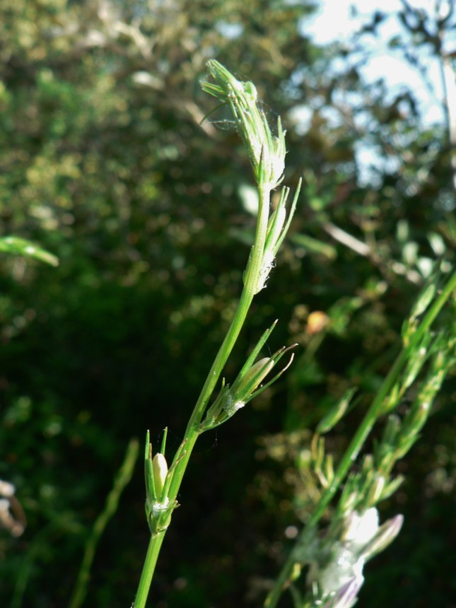 Campanula rapunculus (7)
