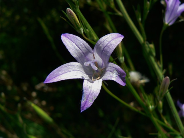 Campanula rapunculus (8)