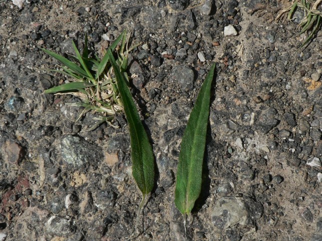 Campanula rapunculus -Foglie cauline