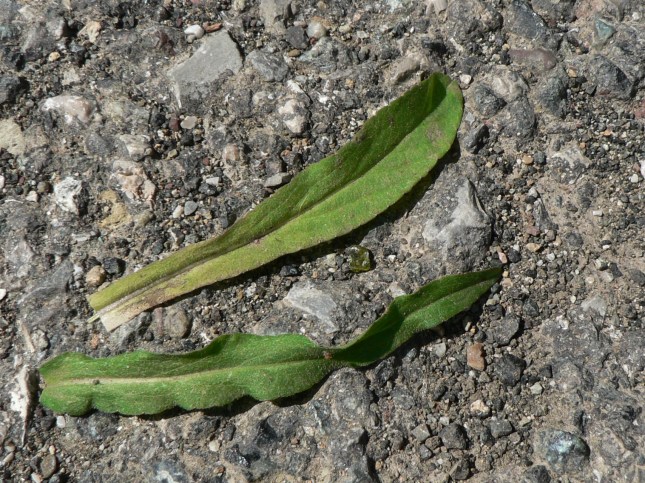 Campanula rapunculus Foglie della rosetta