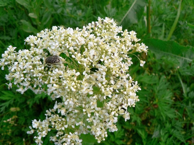 Cardaria draba (2)