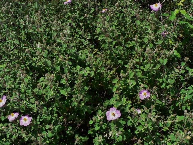 Cistus incanus (1)