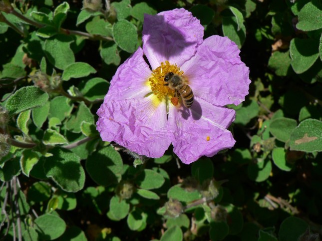 Cistus incanus (3)