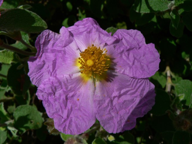 Cistus incanus (4)