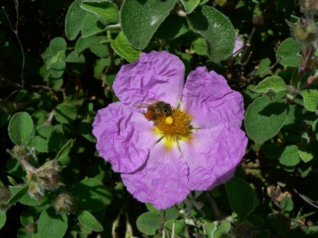 Cistus incanus (5)