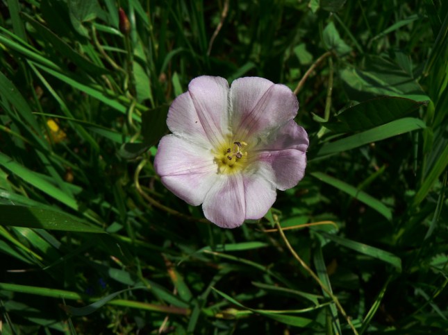 Convolvulus arvensis (1)