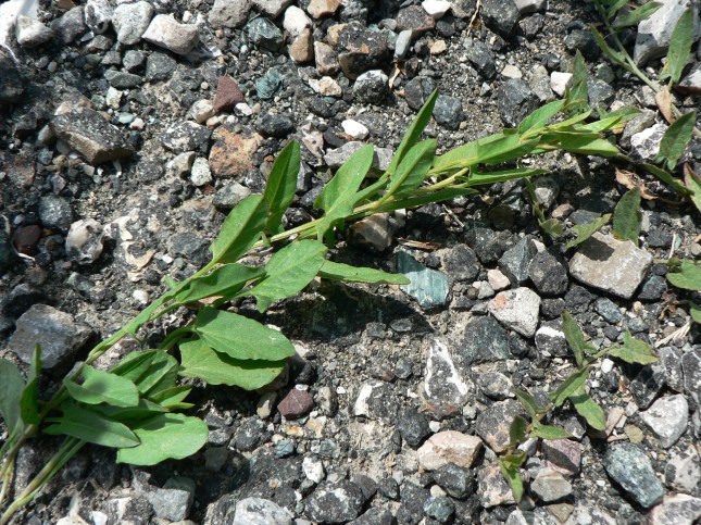 Convolvulus arvensis (3)