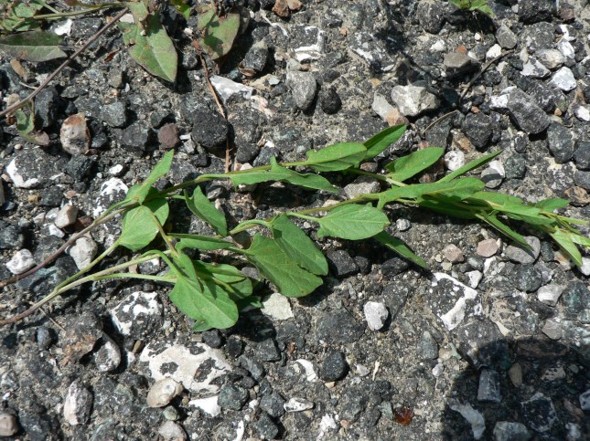 Convolvulus arvensis (4)