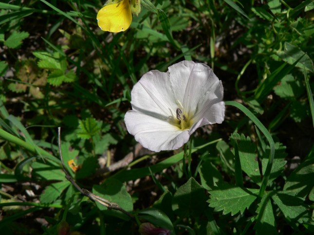 Convolvulus arvensis (5)