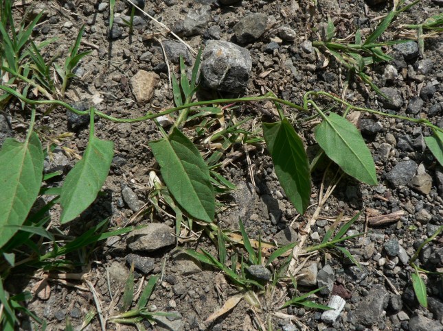 Convolvulus arvensis (6)
