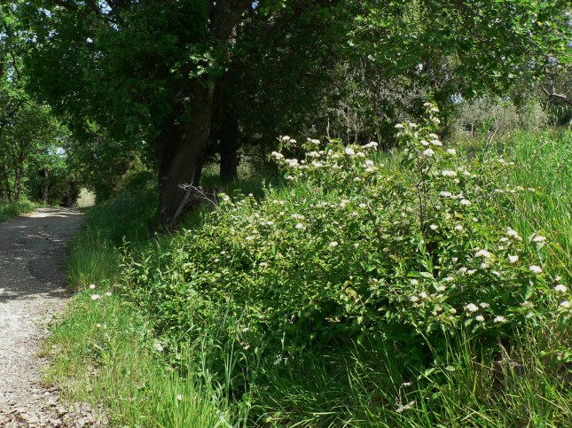 Cornus sanguinea (1)