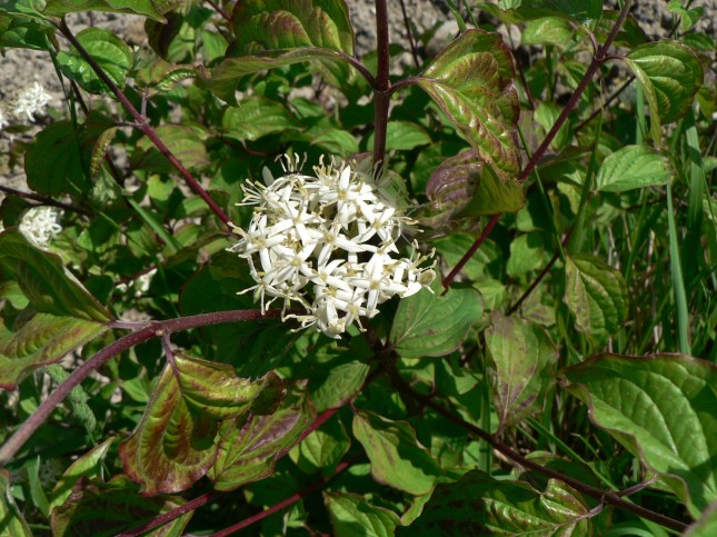 Cornus sanguinea (2)