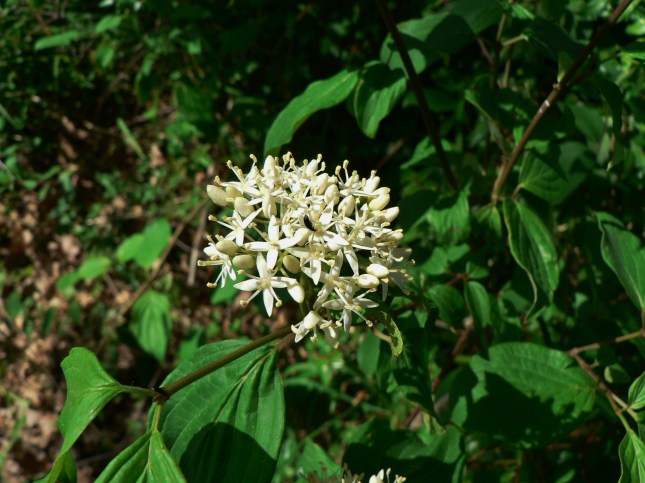 Cornus sanguinea (4)