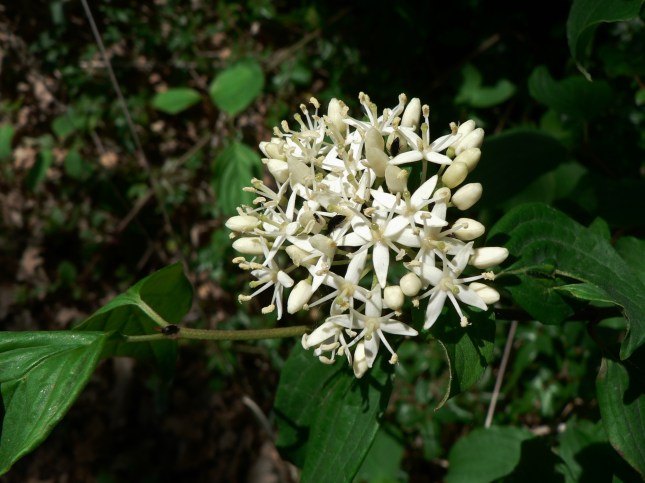 Cornus sanguinea (5)