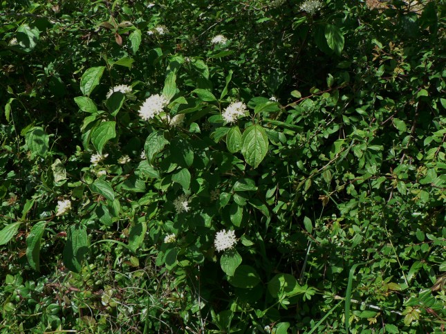 Cornus sanguinea (7)