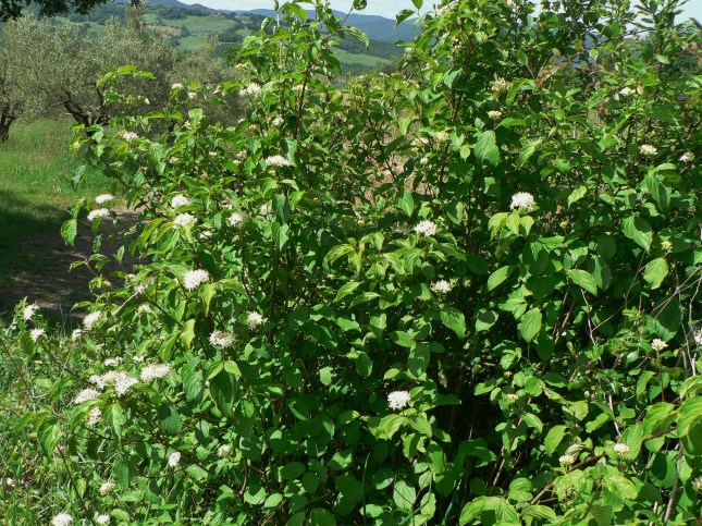 Cornus sanguinea (8)