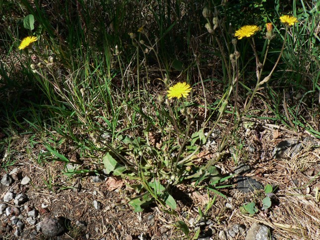 crepis sancta (2)