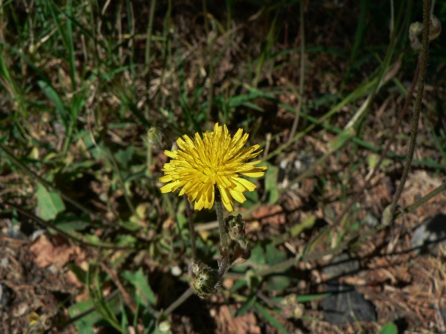 crepis sancta (3)