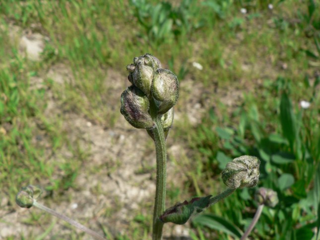 Crepis vesicaria (1)