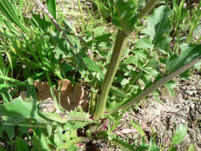 Crepis vesicaria (2)
