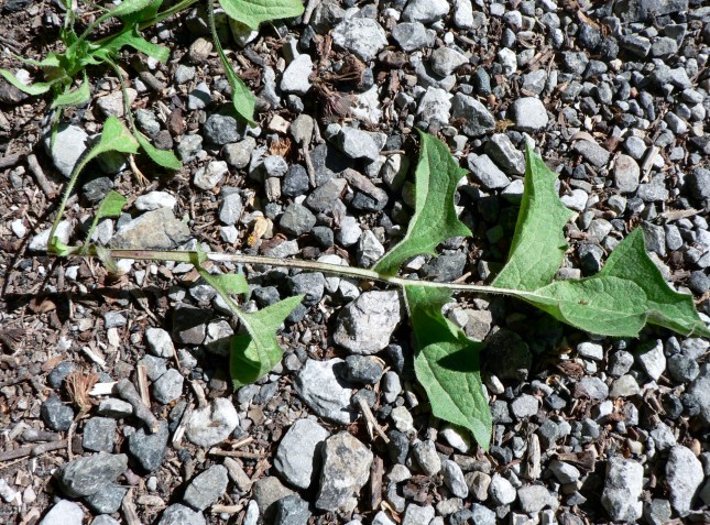 Crepis vesicaria (3)
