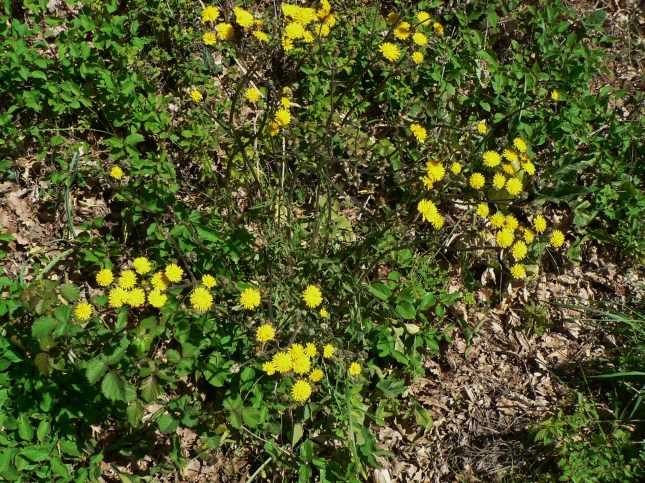 Crepis vesicaria (4)