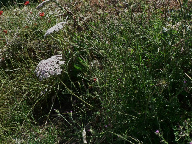 Daucus carota (14)
