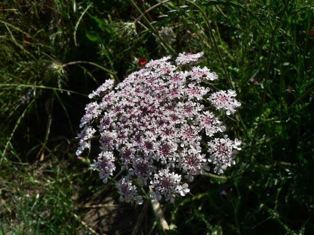 Daucus carota (15)