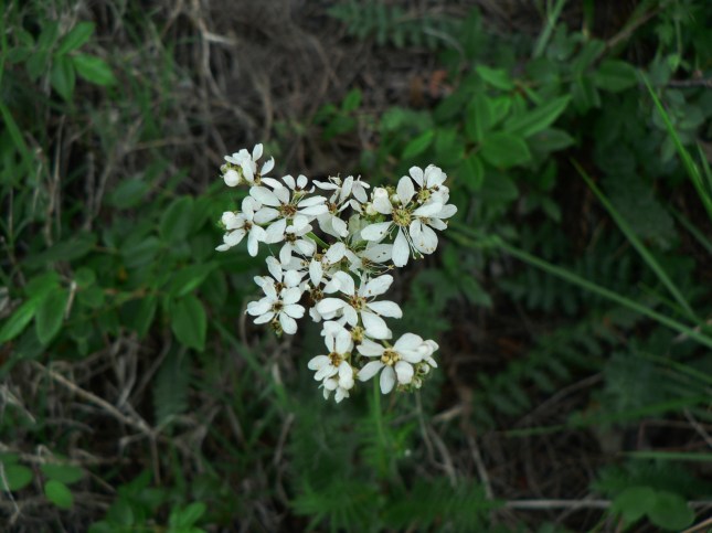 Filipendula in fioritura (1)