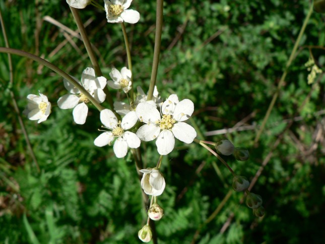 Filipendula in fioritura (2)