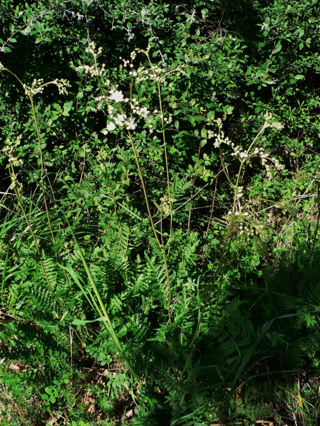 Filipendula in fioritura (4)
