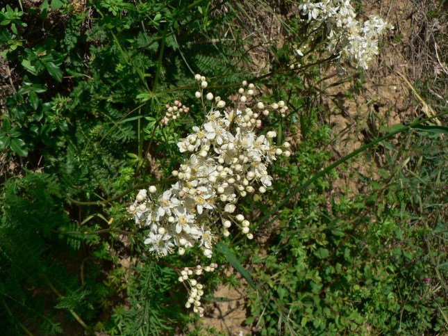 Fioritura della Filipendula