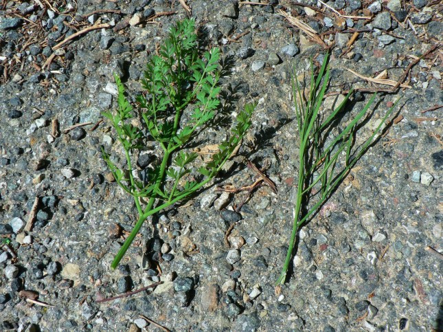 ....................Foglia basale e caulina-confronto