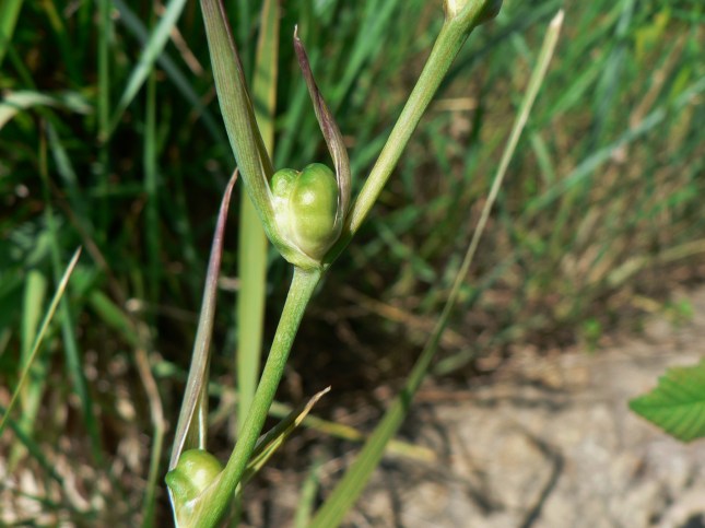 frutto del gladiolo (1)
