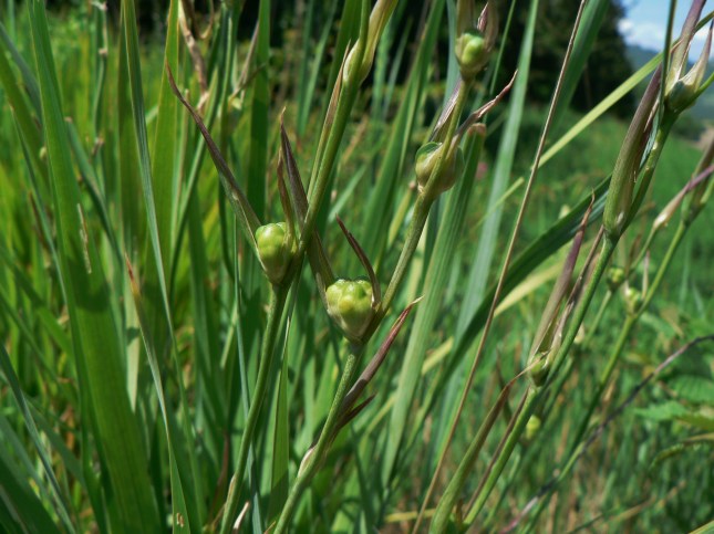 frutto del gladiolo (2)