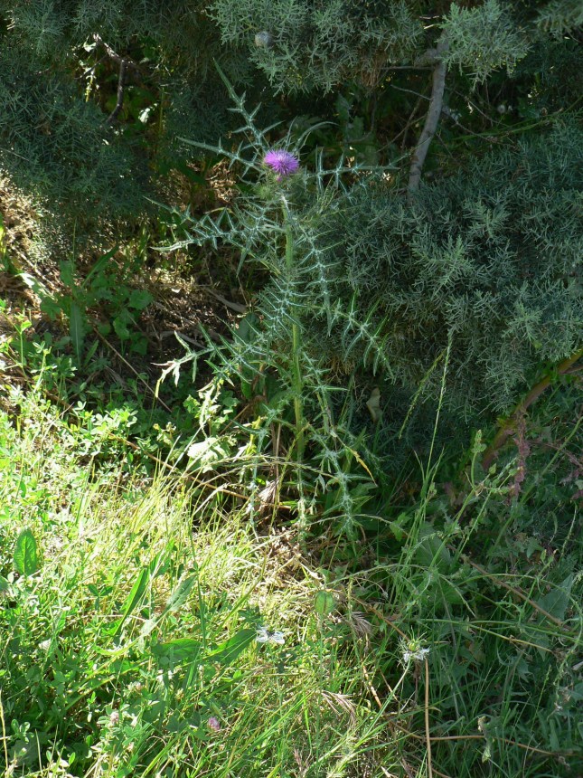 Galactites tomentosus (1)