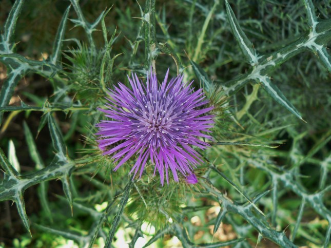 Galactites tomentosus (2)