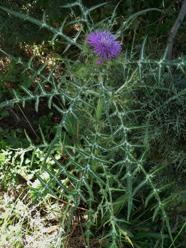Galactites tomentosus (3)